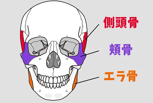 加齢によって痩せていく側頭骨・頬骨・エラ骨
